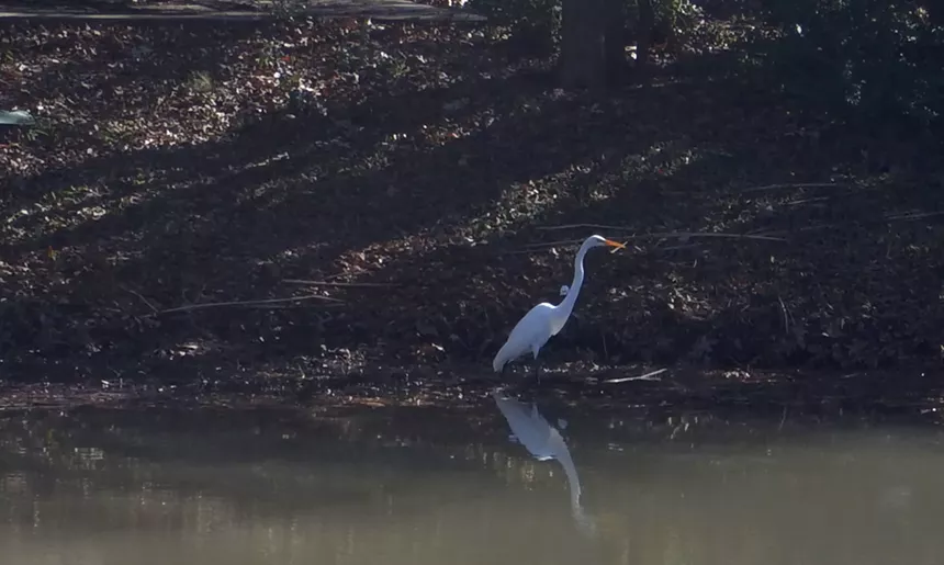 Crane in the Galatyn Woodland Preserve Richardson