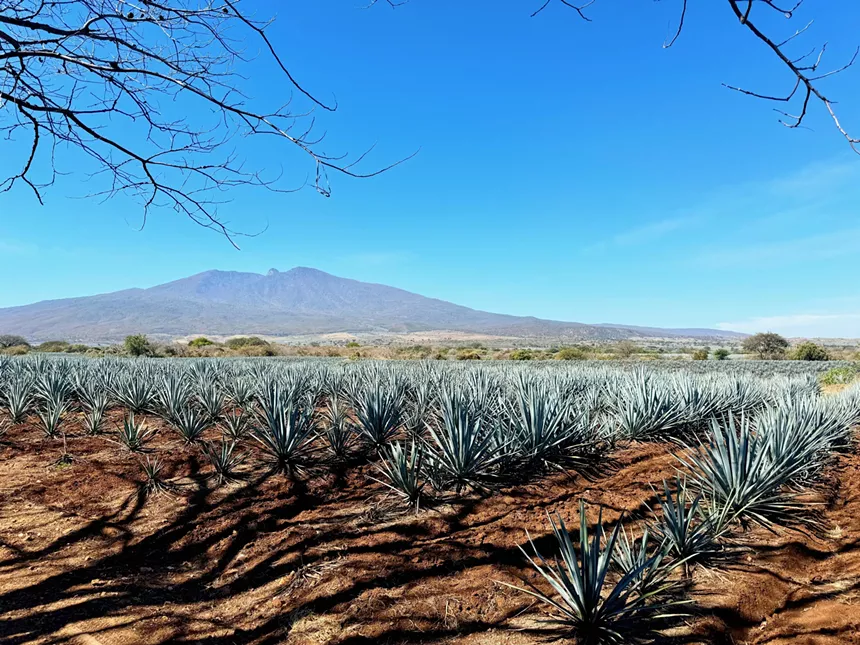 tequila is real