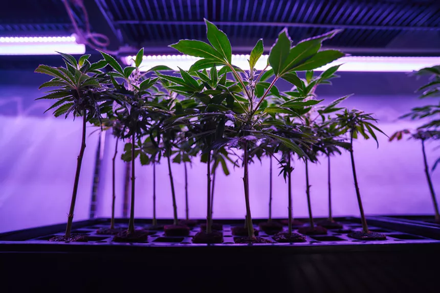weed plants at power biopharms