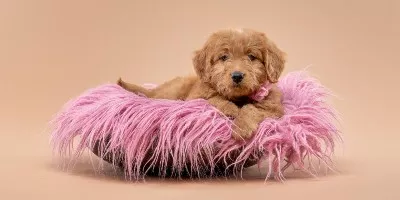F1B Micro Goldendoodle puppy wearing a pink flower on the collar lying in a wood bowl filled with pink fur