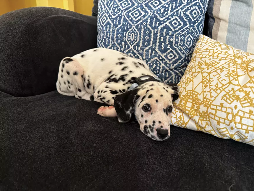 Ortega’s dog Pogue fights the Parvovirus.