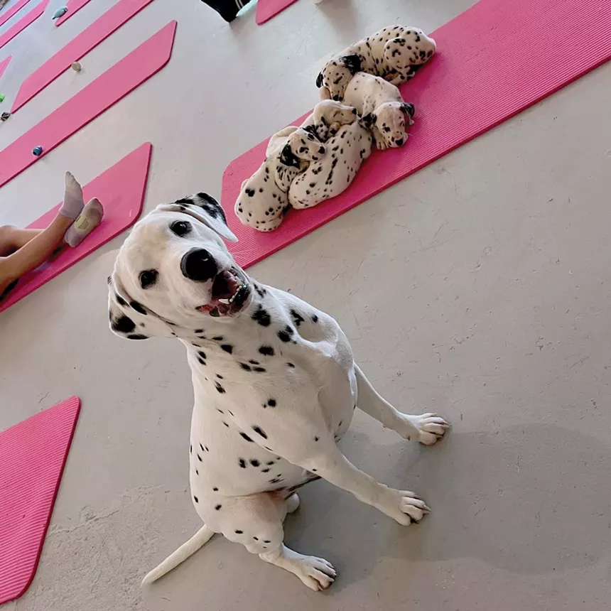 Parvovirust was transmitted at Dalmation puppy yoga.