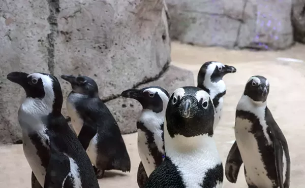 The Best Things To Do In Dallas, Jan. 12-Jan. 19