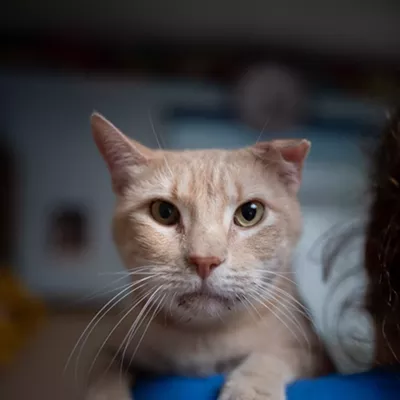 Pets find life in a shelter stressful after living in a home.