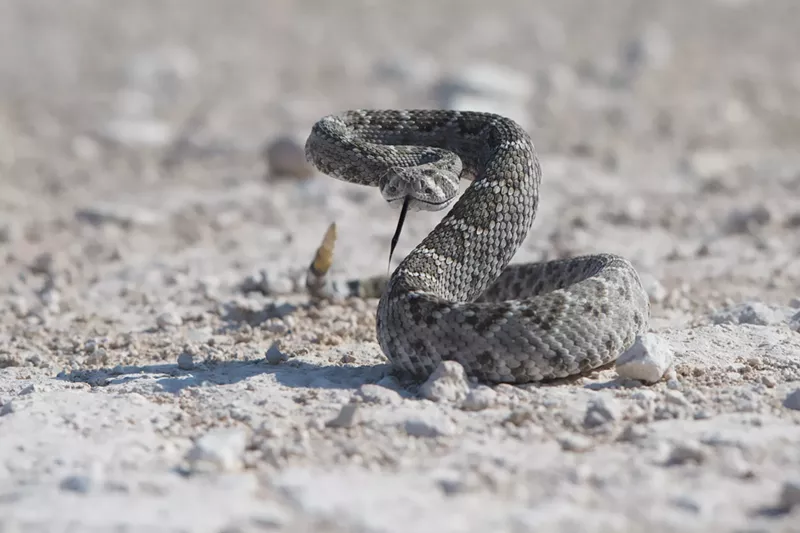 Image: The venomous snakes are making an appearance as part of an annual Statehouse tradition.